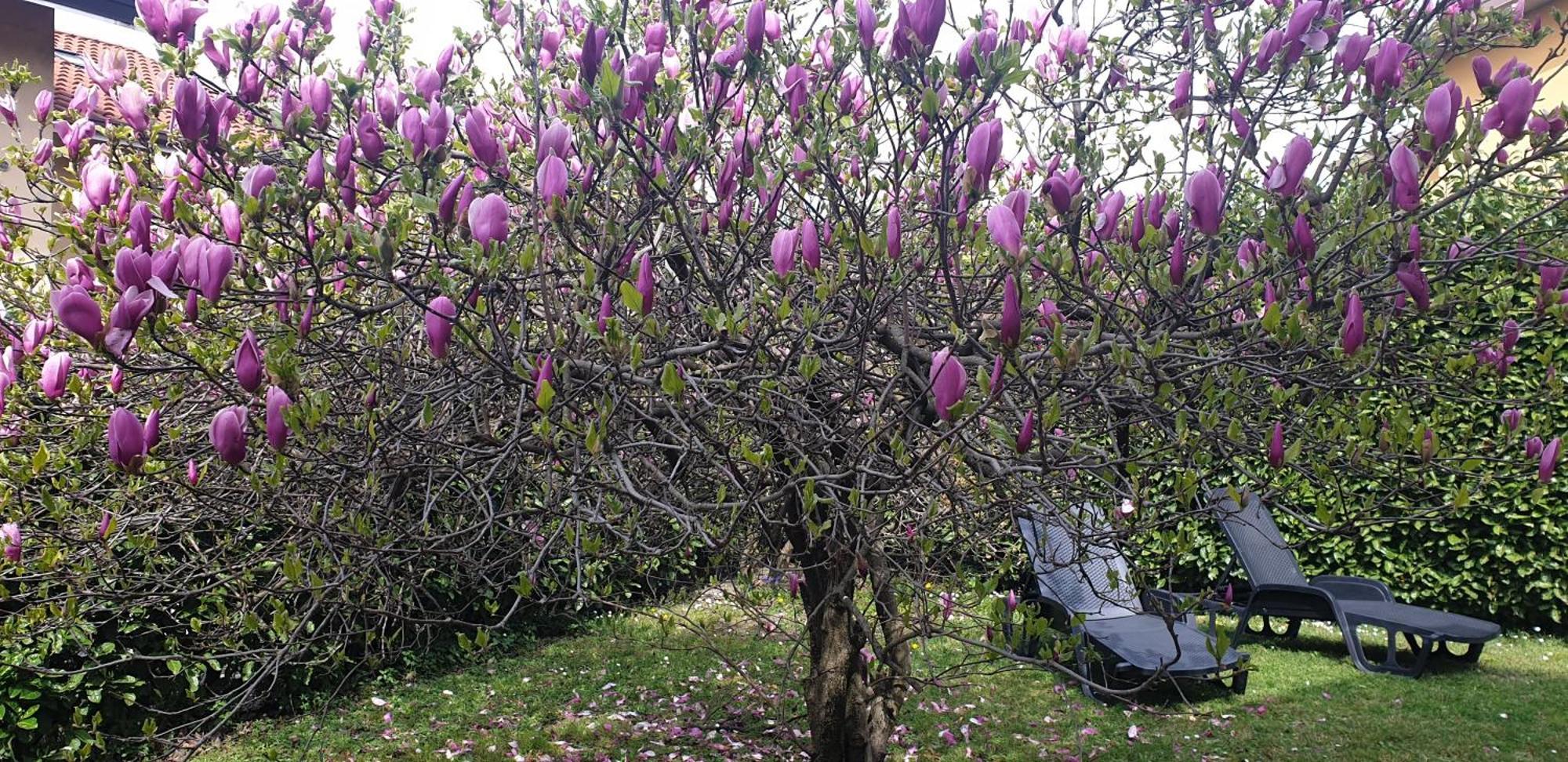 Villa Iris -Pet Friendly Stay - Garden - Private Parking- Bike Friendly Holiday House Colico Eksteriør billede