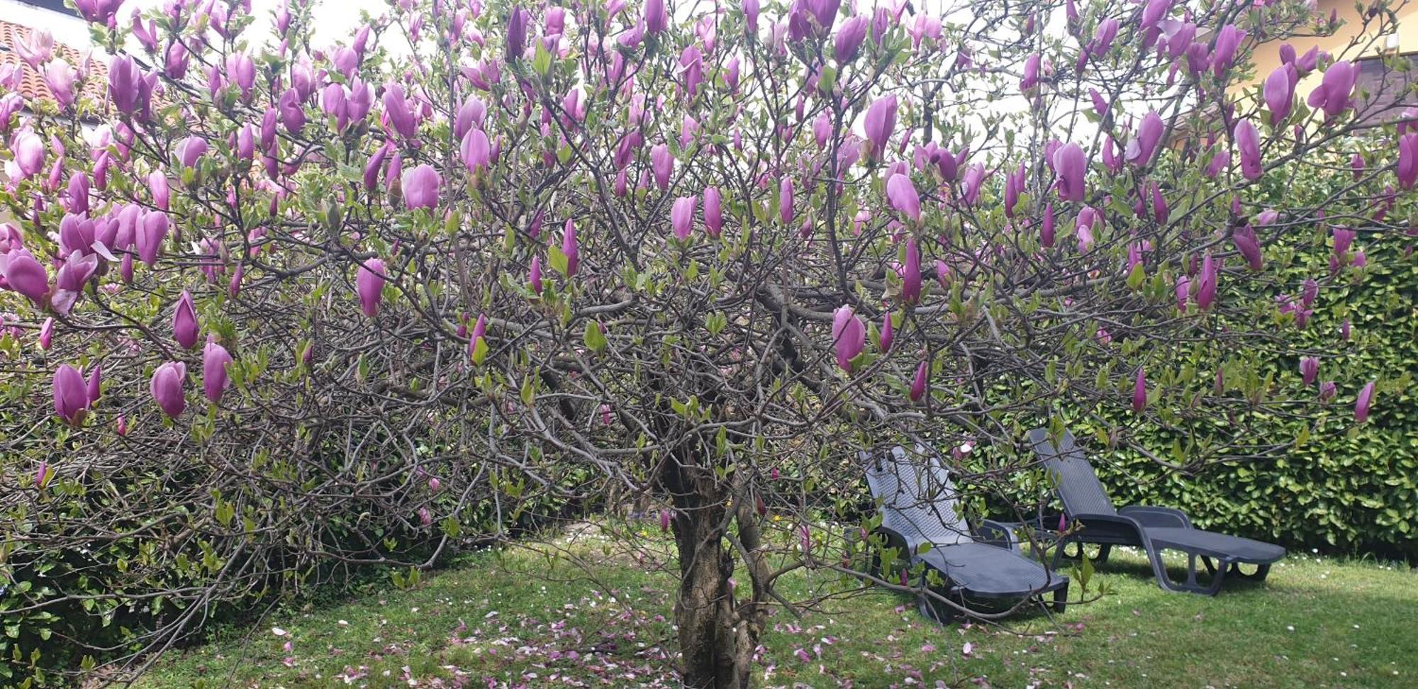 Villa Iris -Pet Friendly Stay - Garden - Private Parking- Bike Friendly Holiday House Colico Eksteriør billede